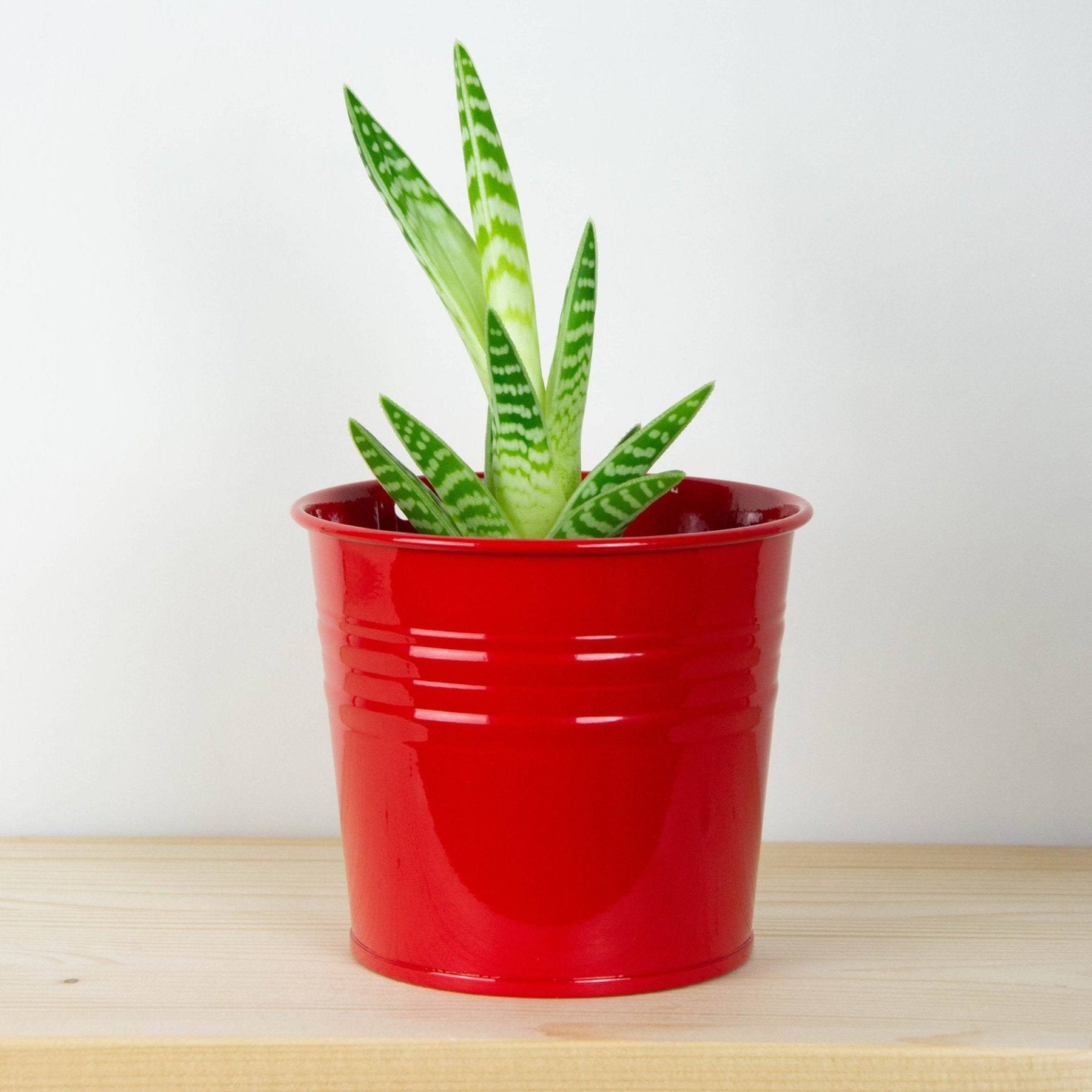 the gloss succulent Small Succulent Pots