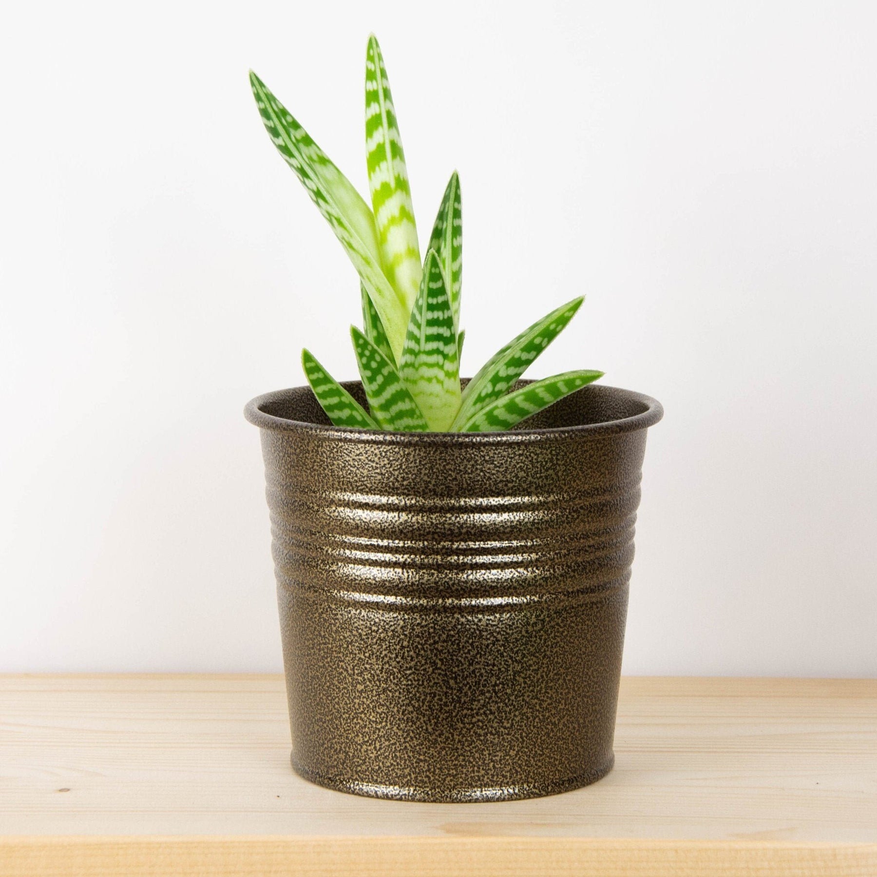 brass succulent planter Succulent Planter